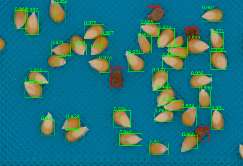 Maize detection results after non-maximum suppression